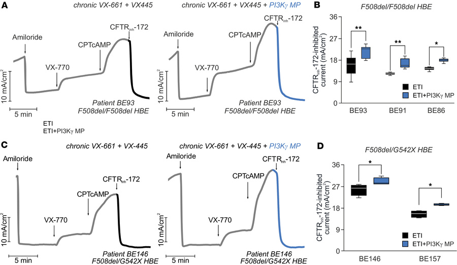 PI3Kγ MP enhances ETI efficacy in human bronchial epithelial cells from ...