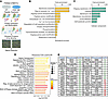 Phosphoproteomic analysis reveals that PI3Kγ MP modulates proteins involved
