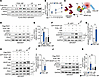 PI3Kγ MP activates AKAP-Lbc–anchored PKD1.
