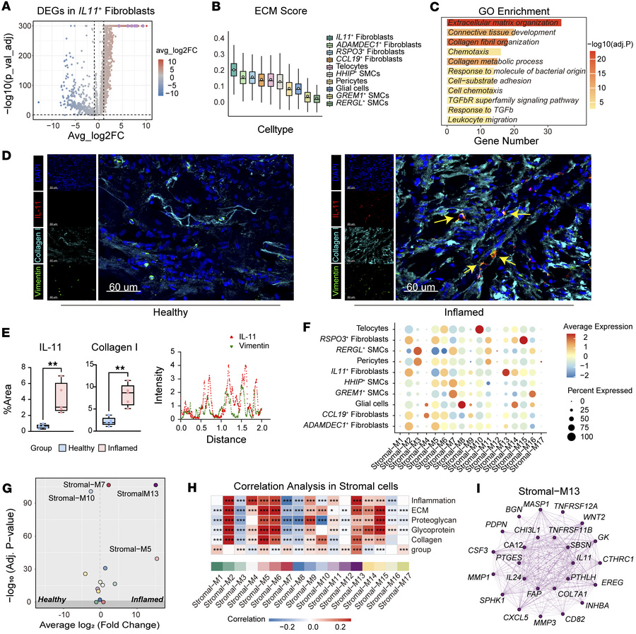 
IL11+ fibroblasts exhibit a profibrotic transcriptional program.
(A) Vo...