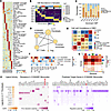 An IL11+ fibroblast–centric CM and its intercellular interaction network.