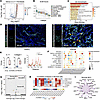 IL11+ fibroblasts exhibit a profibrotic transcriptional program.