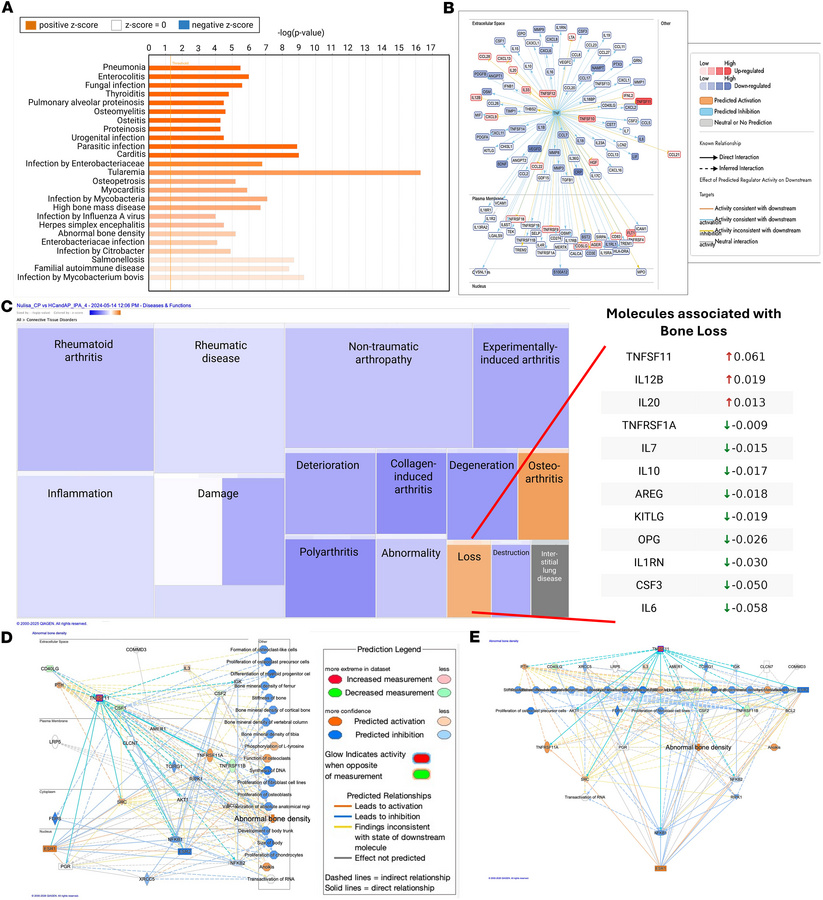 Ingenuity pathway analysis (IPA) highlights disease pathways and bone lo...