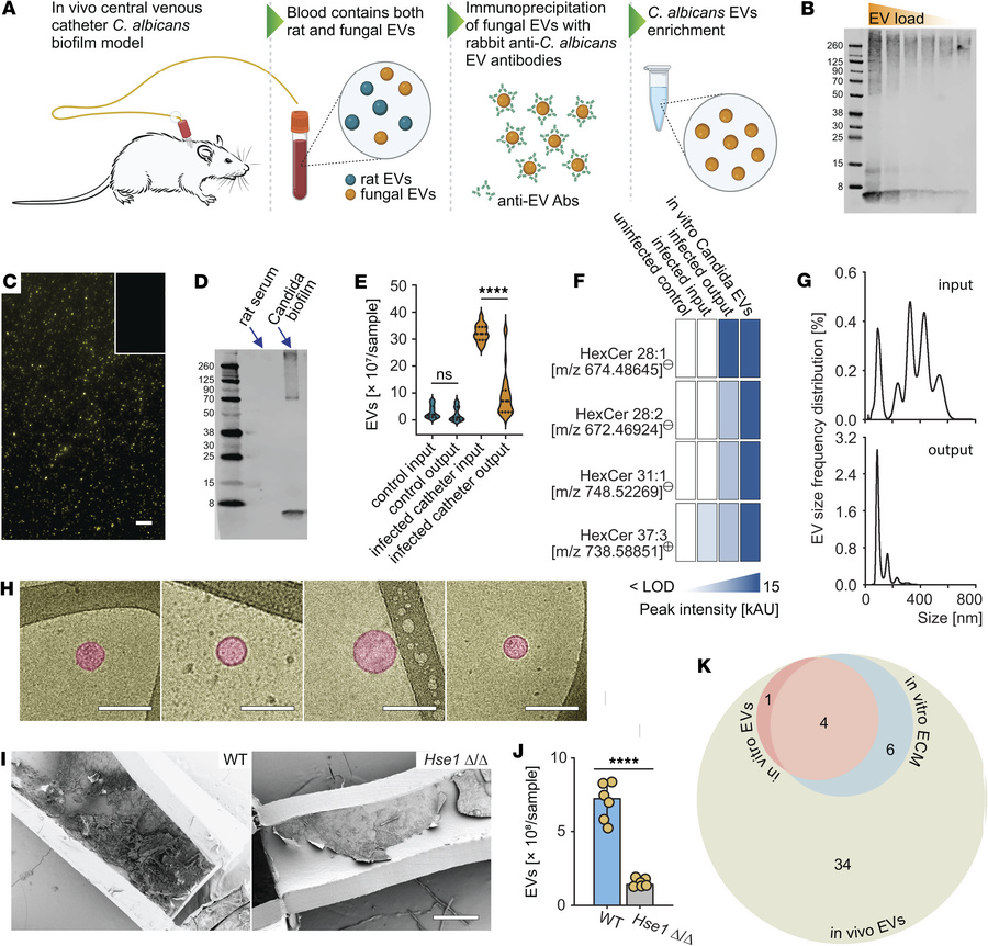 Isolation and characterization of Candida EVs from an in vivo vascular c...