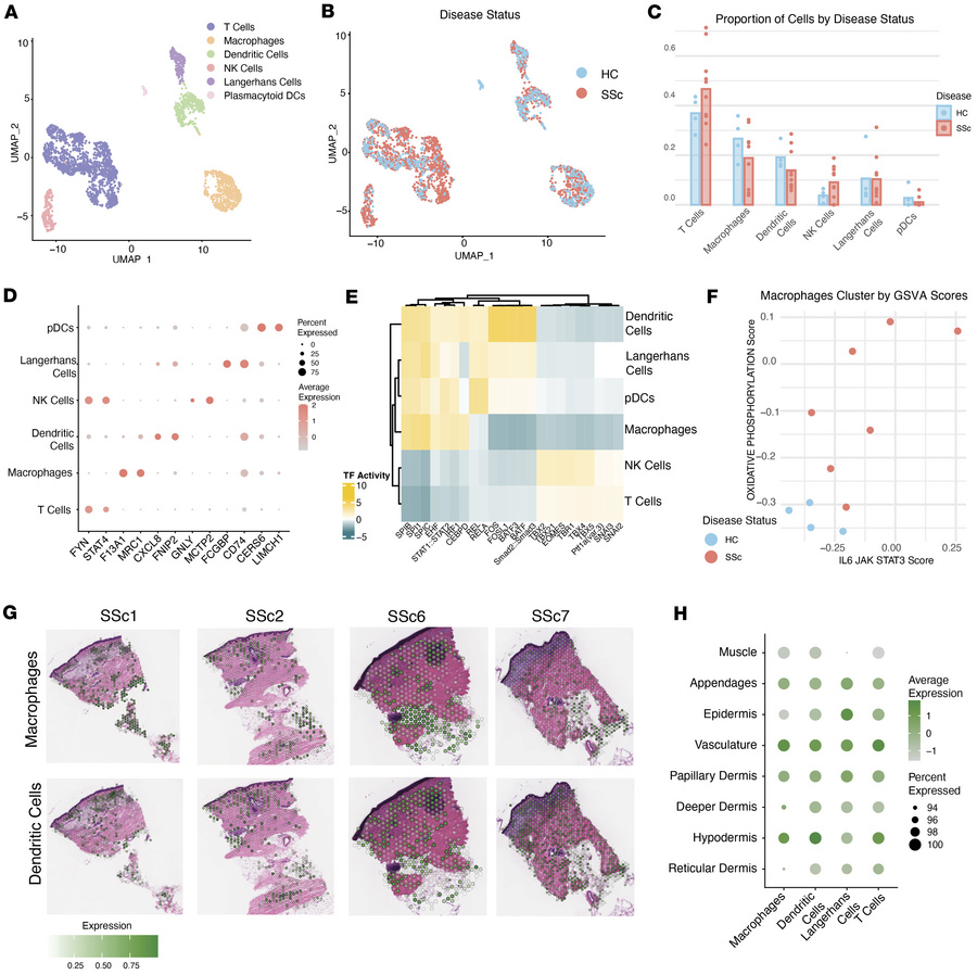 Immune compartment shows macrophage activation in SSc samples.
(A) Multi...