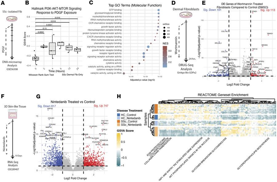 In vitro studies highlight the fibroblast PDGF response and demonstrate ...