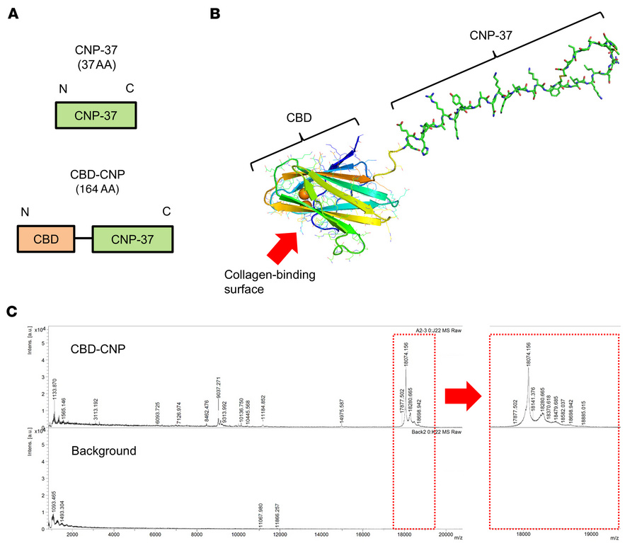 Design, 3-dimensional structural prediction, and molecular weight of CBD...