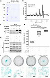 Collagen and ligand-receptor binding ability, and chondrocyte proliferation