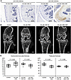 Intraarticular injection of CBD-CNP in the FVB/NJcl mouse model of knee ost