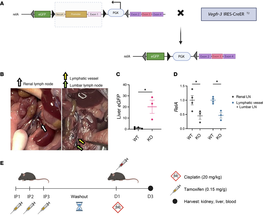 Mouse model, characterization, and experimental design.
(A) WT mice were...