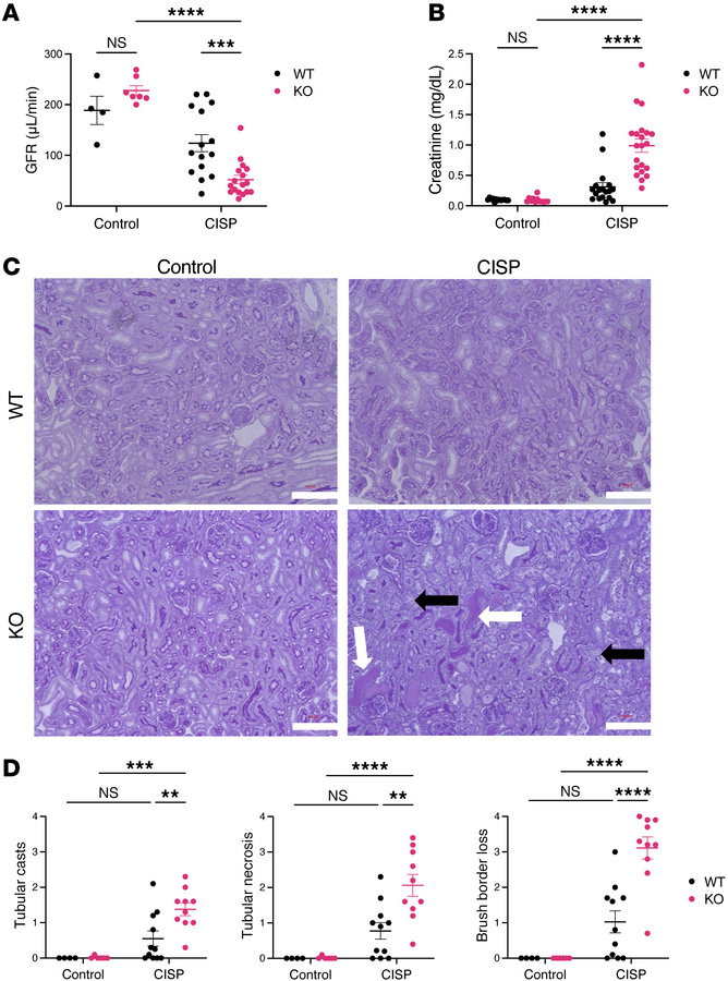 Kidney function and histopathological evaluation of VEGFR-3–specific Rel...