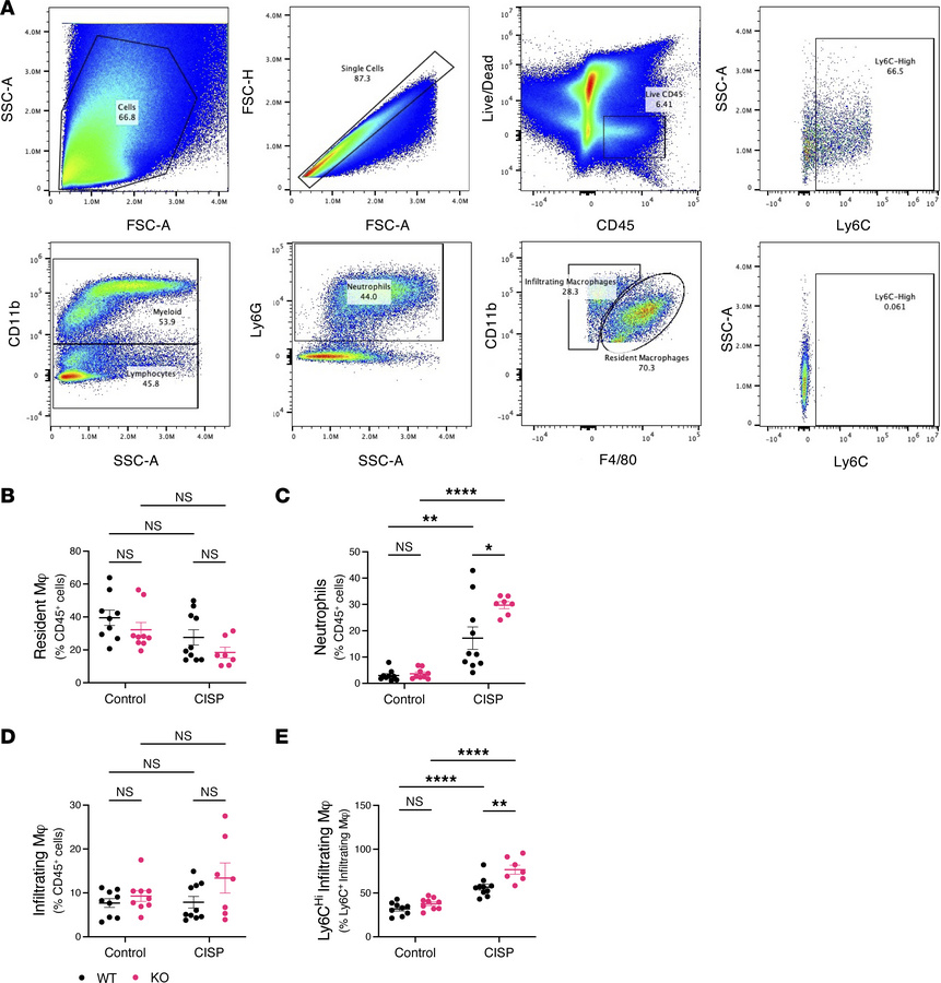 Enhanced immune response in VEGFR-3–specific RelA-deficient mice and flo...