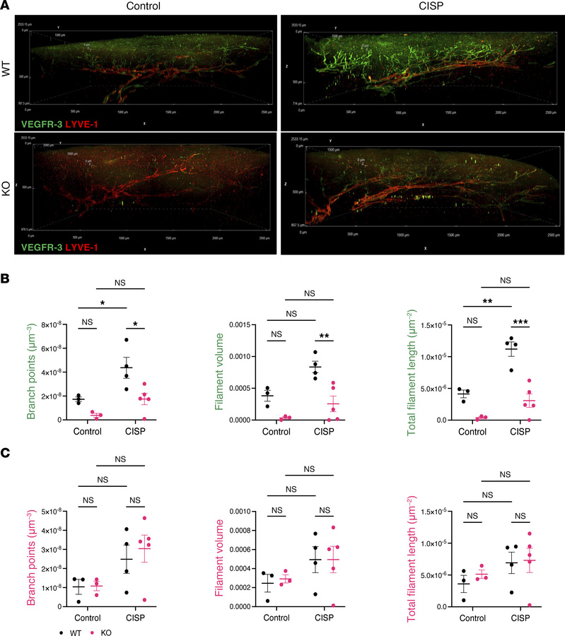 Visualization and quantification of lymphatic vessel features in VEGFR-3...