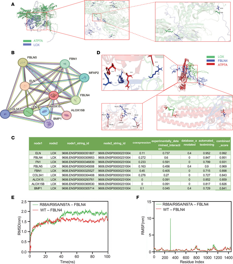 FBLN4 as a critical mediator of the ATP7A-LOX interaction by computation...