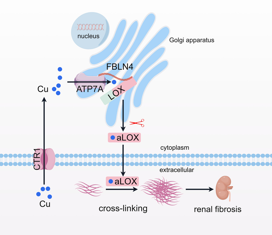 Diagram depicting the regulatory mechanism of LOX activity in renal fibr...