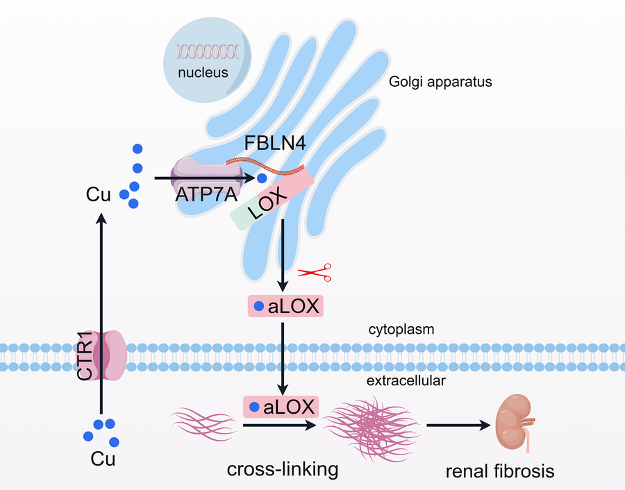 graphical abstract