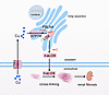 Diagram depicting the regulatory mechanism of LOX activity in renal fibrosi