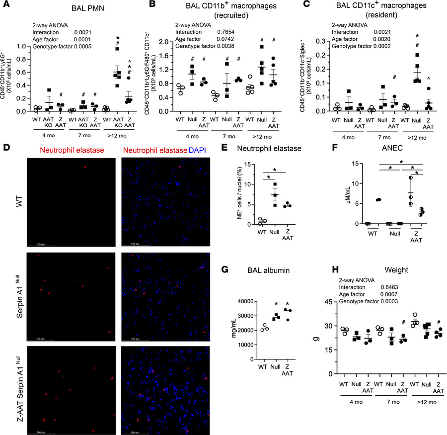 Z-AAT Serpina1Null mice develop lung, systemic inflammation, and proteas...
