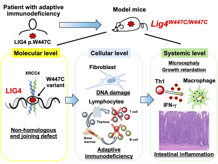 graphical abstract