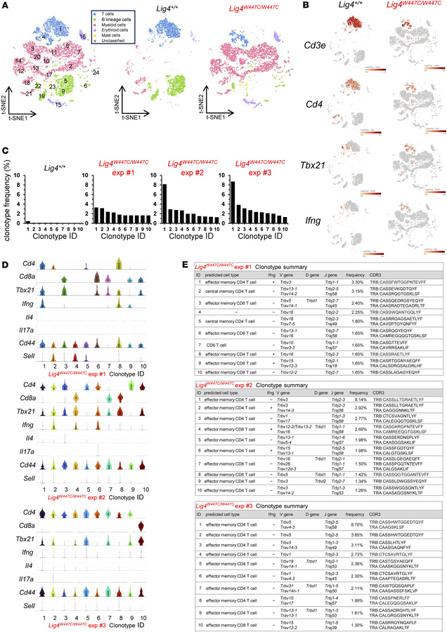 Single-cell RNA-seq of splenocyte samples.
(A) The t-distributed stochas...