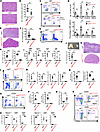B and T cell differentiation was impaired in Lig4W447C/W447C mice.
