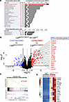 Bulk RNA-seq analysis of the colon of Lig4W447C/W447C mice.
