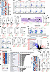 Analysis of Lig4W447C/W447C Ifng−/− mice.