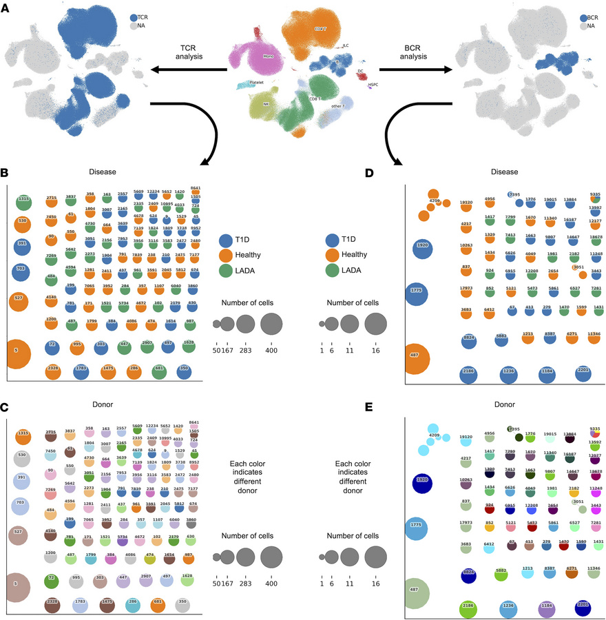 Immune receptor profiling of T and B cells from healthy donors and patie...