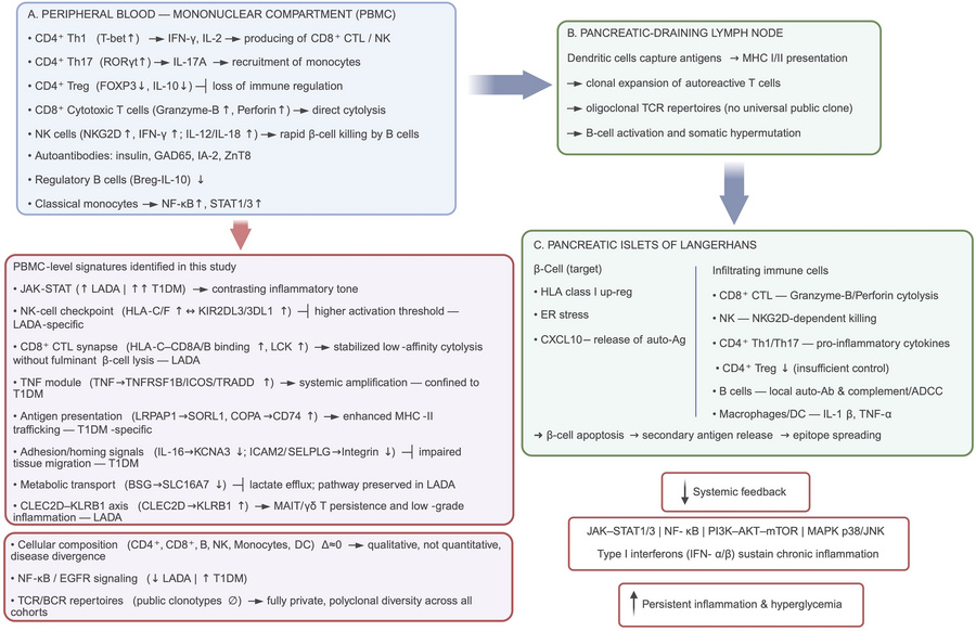 Model of T1D and LADA pathogenesis based on published literature and our...