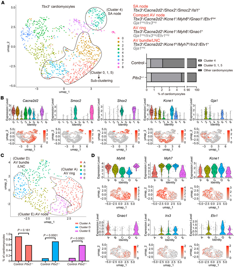 Altered cardiac conduction system population in Pitx2–/– embryos.
(A) UM...
