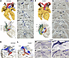 Abnormal cardiac conduction system in the hearts of Cryptic–/– embryos at E
