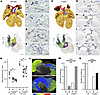 Abnormal cardiac conduction system development in the hearts of Cryptic–/–