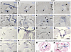 Pitx2 expression domains in the cardiac conduction system and its cell line