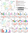 Altered cardiac conduction system population in Pitx2–/– embryos.