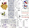 Hypoplastic sinoatrial node and atrioventricular block in Lefty1–/– embryos