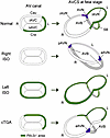 Model for the formation of atrioventricular conduction axis under normal an