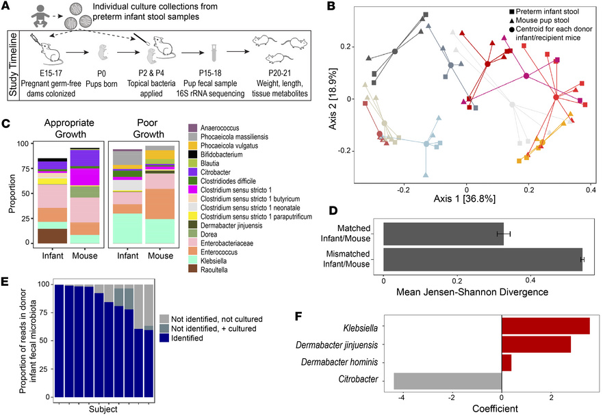 Colonization of neonatal mice with cultured fecal microbial communities ...