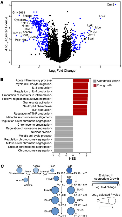 The extremely preterm infant microbiota alters gene expression in the ne...