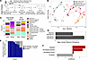 Colonization of neonatal mice with cultured fecal microbial communities fro