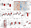 The extremely preterm infant microbiota influences postnatal growth and met