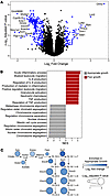 The extremely preterm infant microbiota alters gene expression in the neona