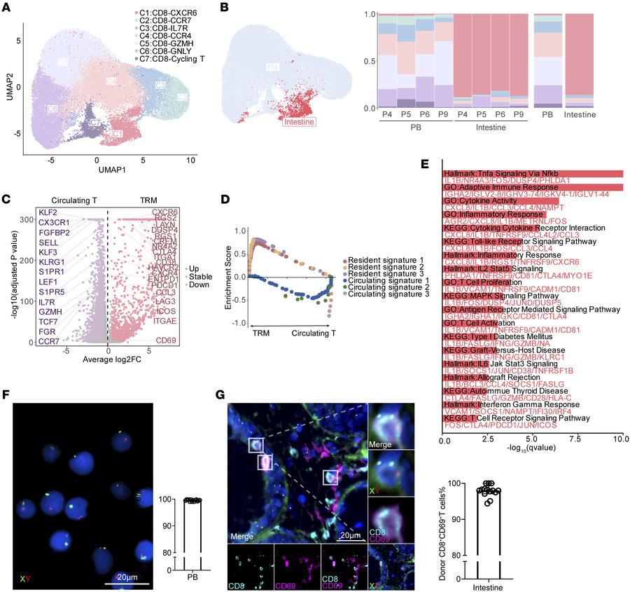 Donor-derived CD8+ TRM cells are enriched in the intestines of aGVHD pat...