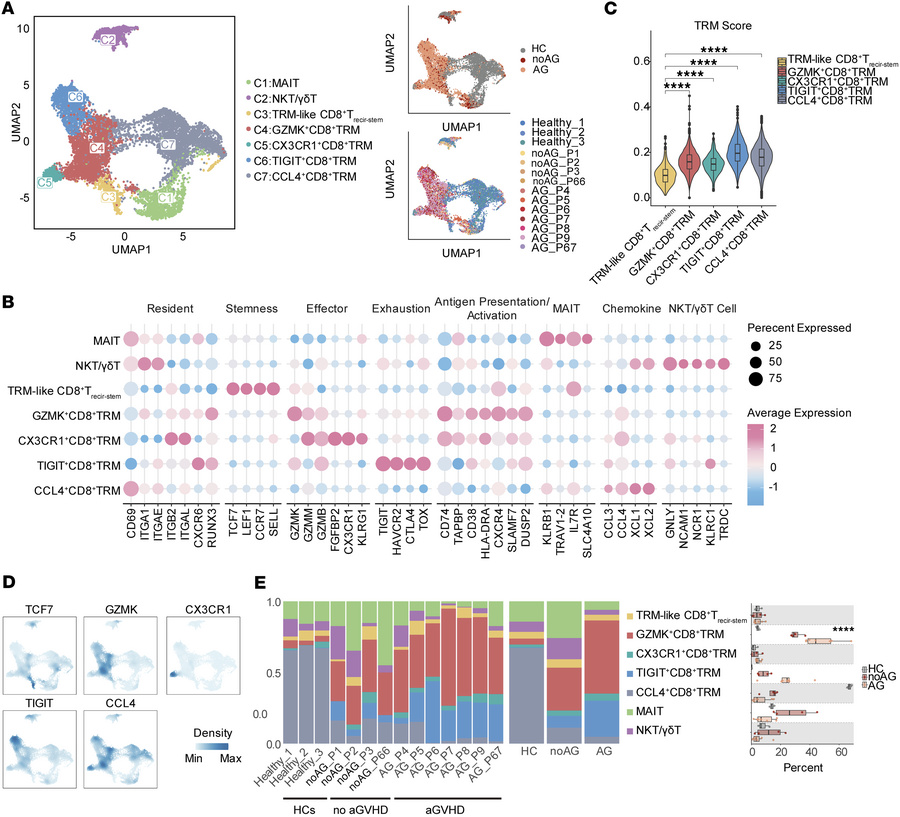 Single-cell analysis identifies distinct CD8+ TRM subsets in the human i...