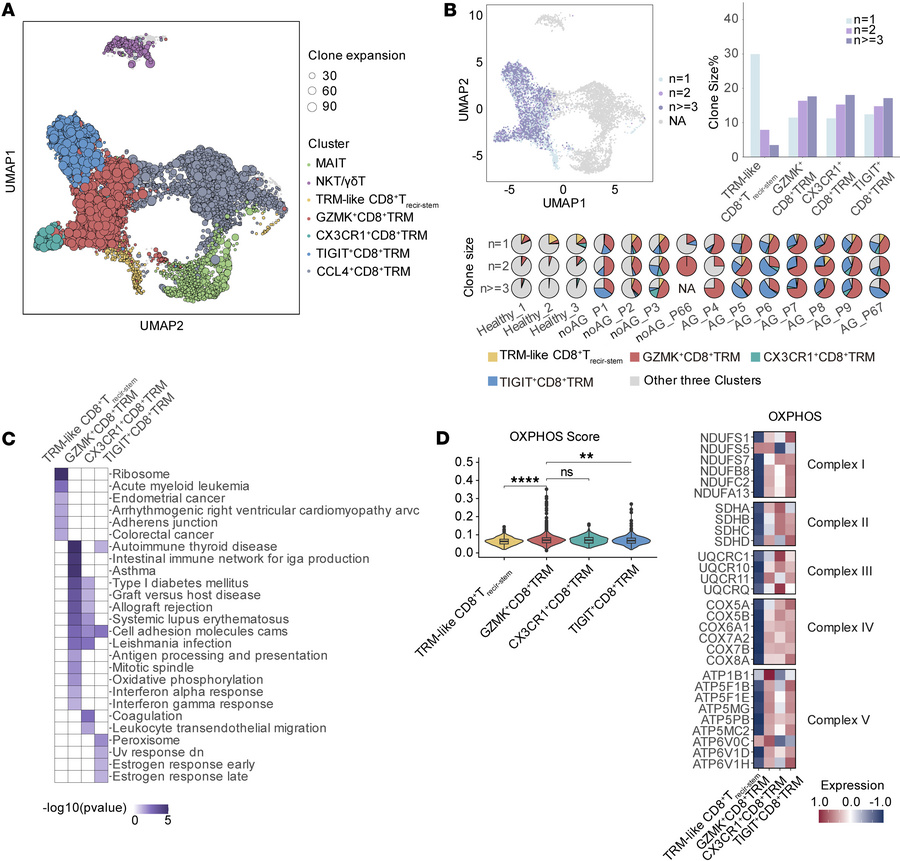 GZMK+CD8+ TRM subset shows enhanced clonal expansion and upregulated pro...