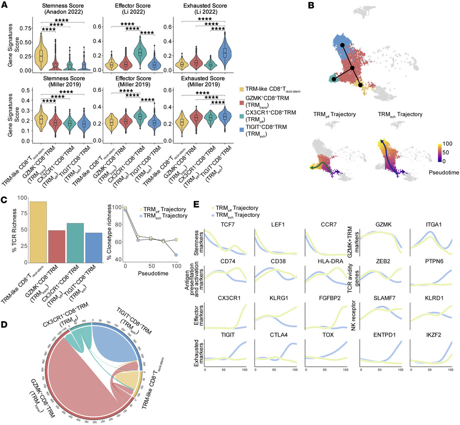 GZMK+CD8+ TRM cells display lineage bifurcation differentiation properti...