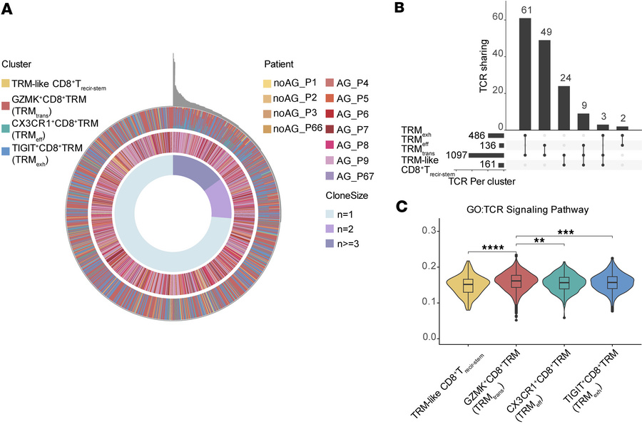 GZMK+CD8+ TRM cells show clonal sharing and enhanced TCR signaling.
(A) ...