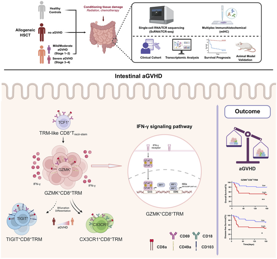 graphical abstract