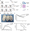 Donor-derived GZMK+CD8+ TRM cell deficiency attenuates intestinal aGVHD sev
