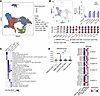 GZMK+CD8+ TRM subset shows enhanced clonal expansion and upregulated proinf