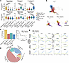 GZMK+CD8+ TRM cells display lineage bifurcation differentiation properties.